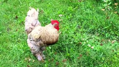 在传统的农村谷仓上，鸟公鸡在绿草中寻找食物。